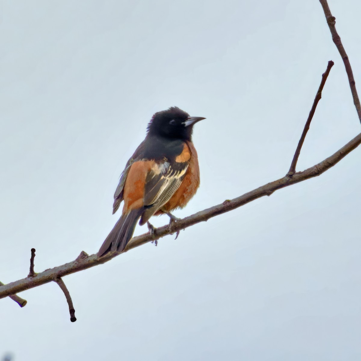 Orchard Oriole - ML618932434