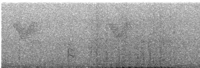 holub klínoocasý - ML618932485
