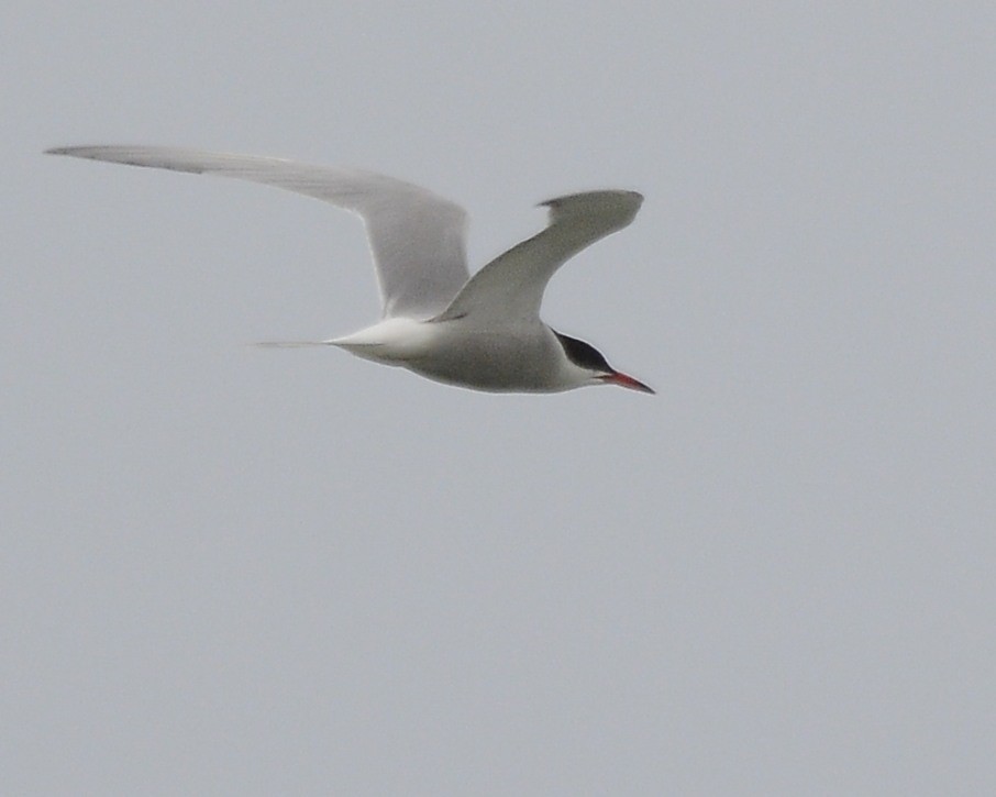 Common Tern - ML618932506