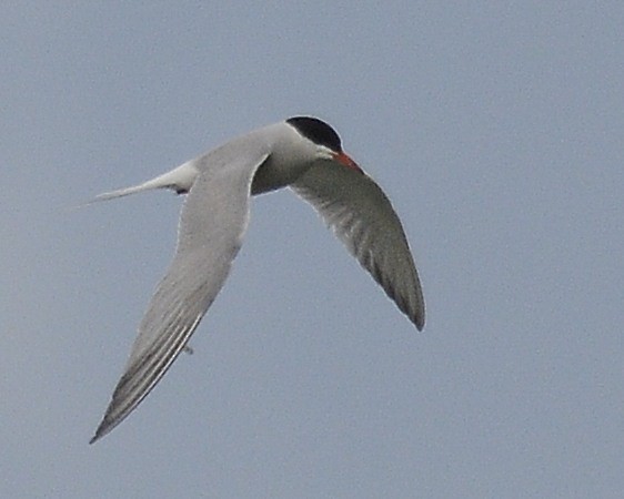 Common Tern - ML618932551