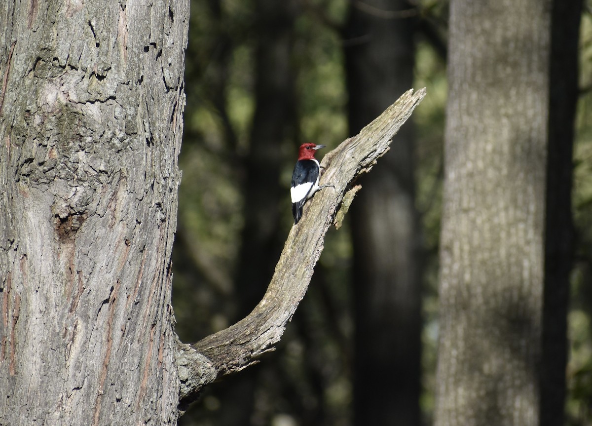 Red-headed Woodpecker - ML618932620