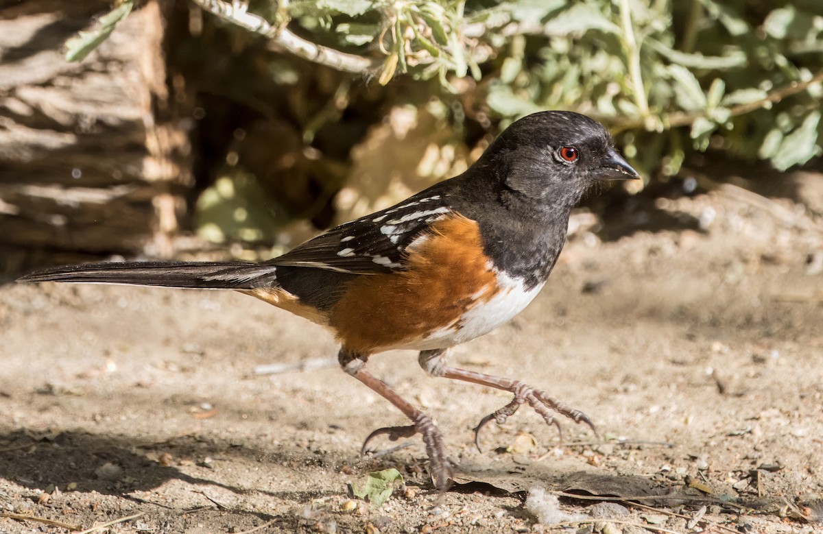 Spotted Towhee - ML618932640