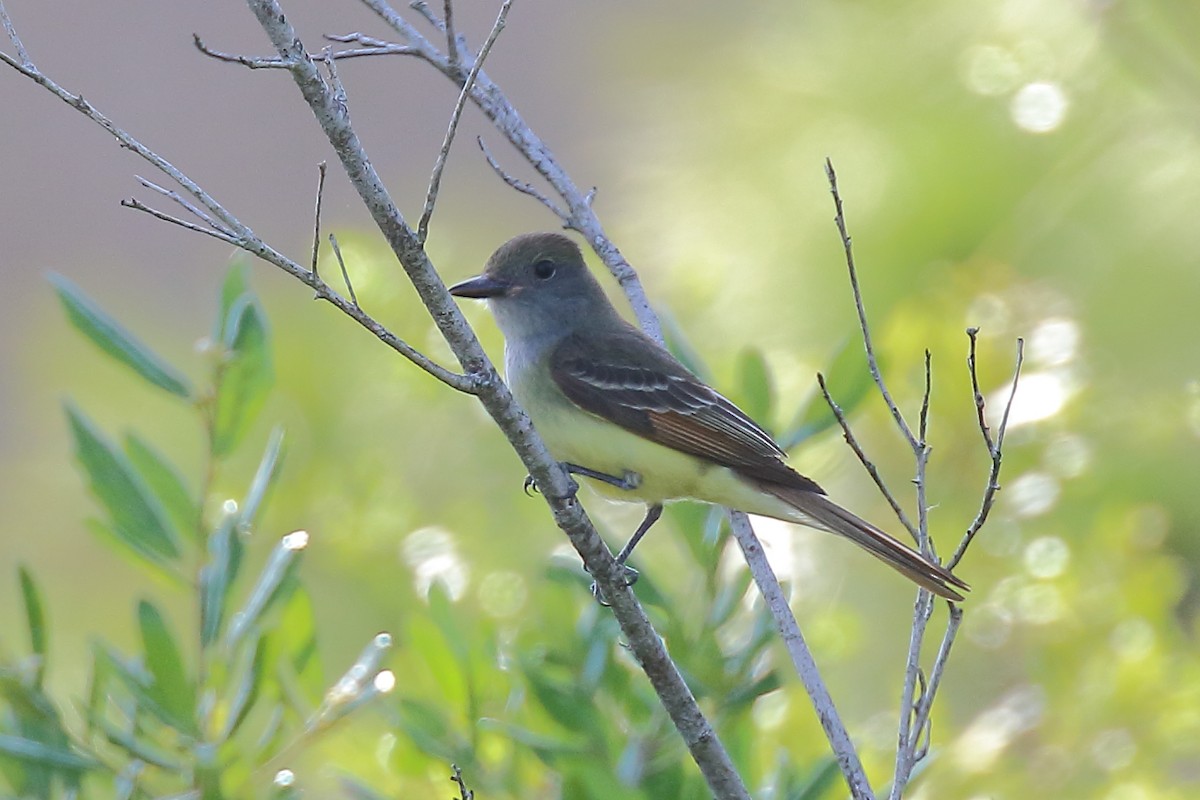 Great Crested Flycatcher - ML618932641