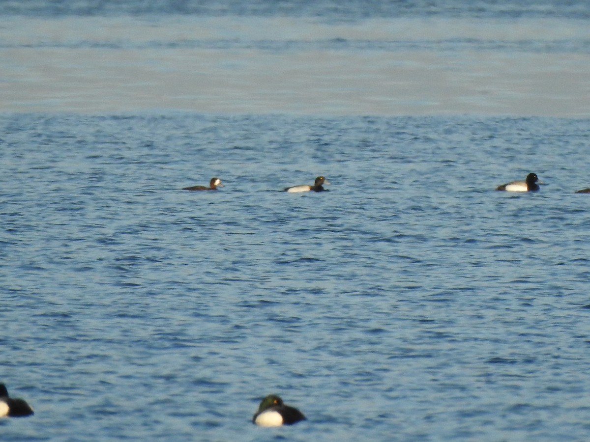 Greater Scaup - Jacques Bélanger