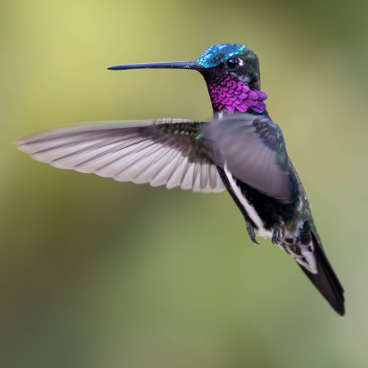 kolibřík fialovolímcový - ML618932719