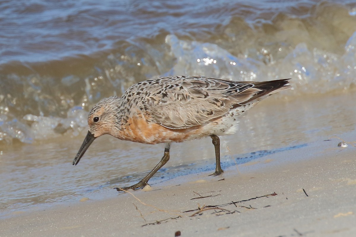 Red Knot - ML618932745