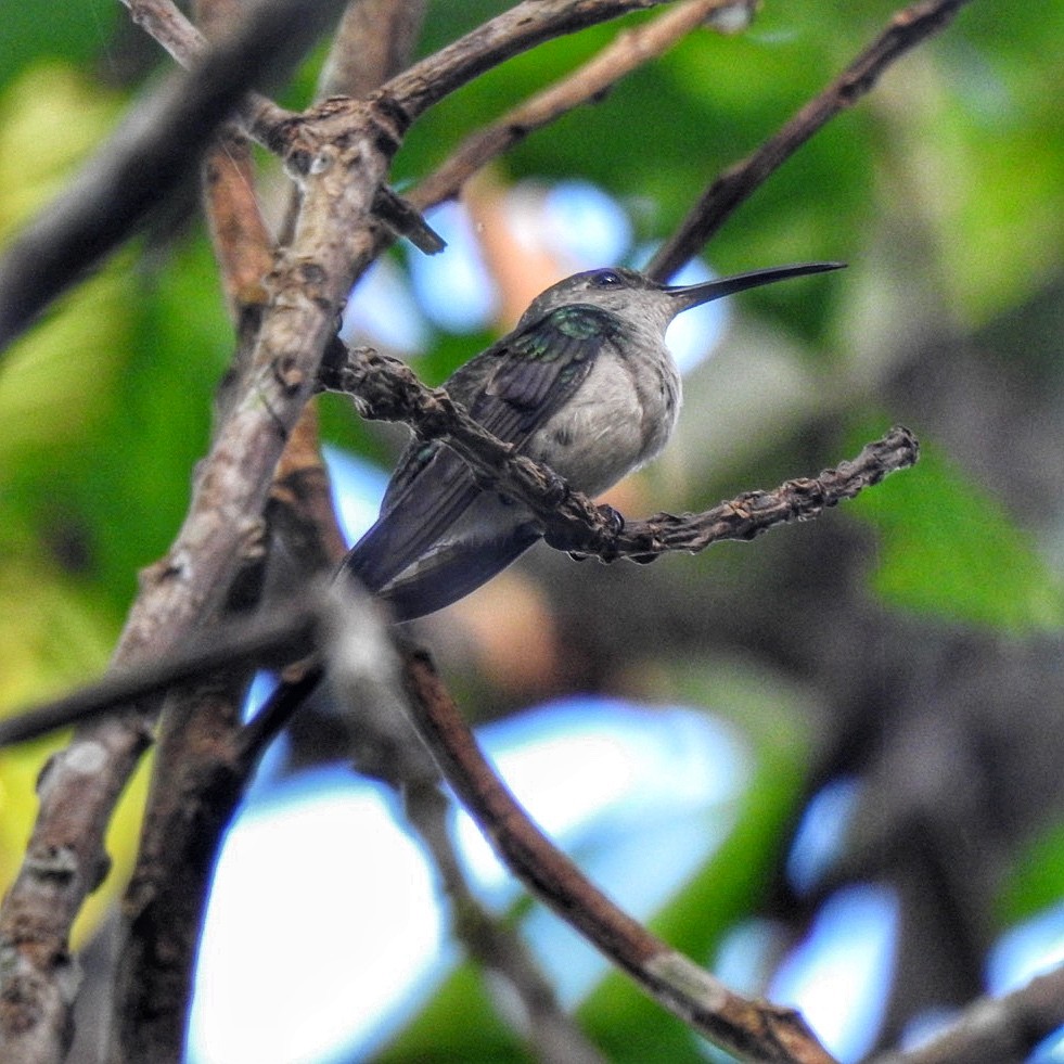 kolibřík šedoprsý - ML618932761