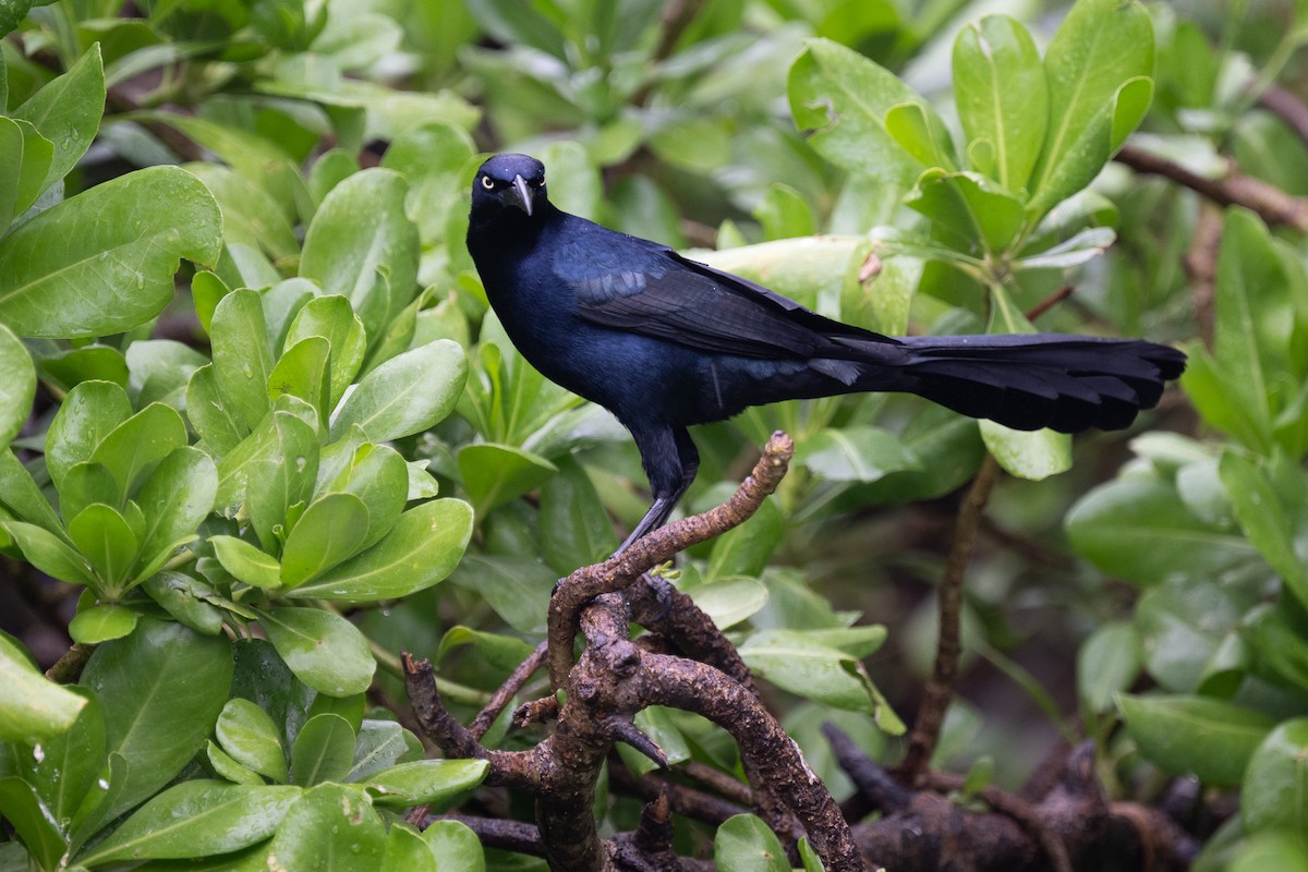 Great-tailed Grackle - Lawrence Brouwer