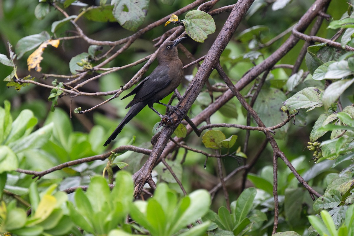 Great-tailed Grackle - ML618932766