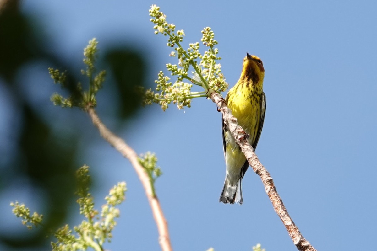 Cape May Warbler - ML618932770