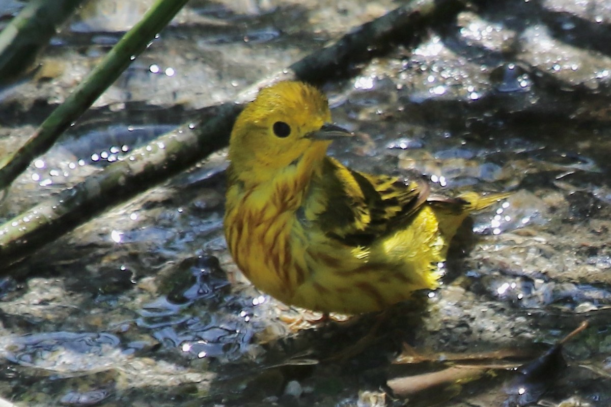 Yellow Warbler - Howard Freshman