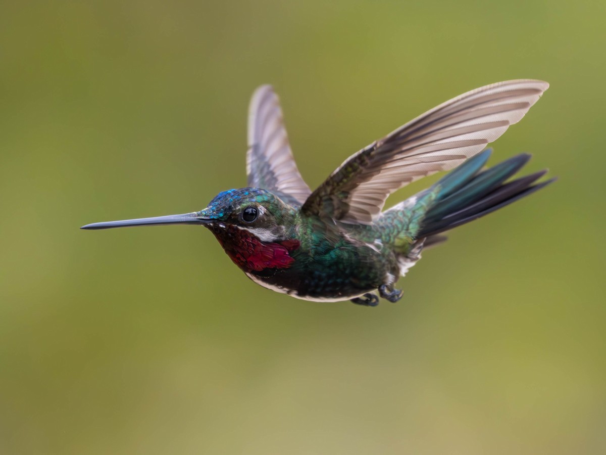 kolibřík fialovolímcový - ML618932804