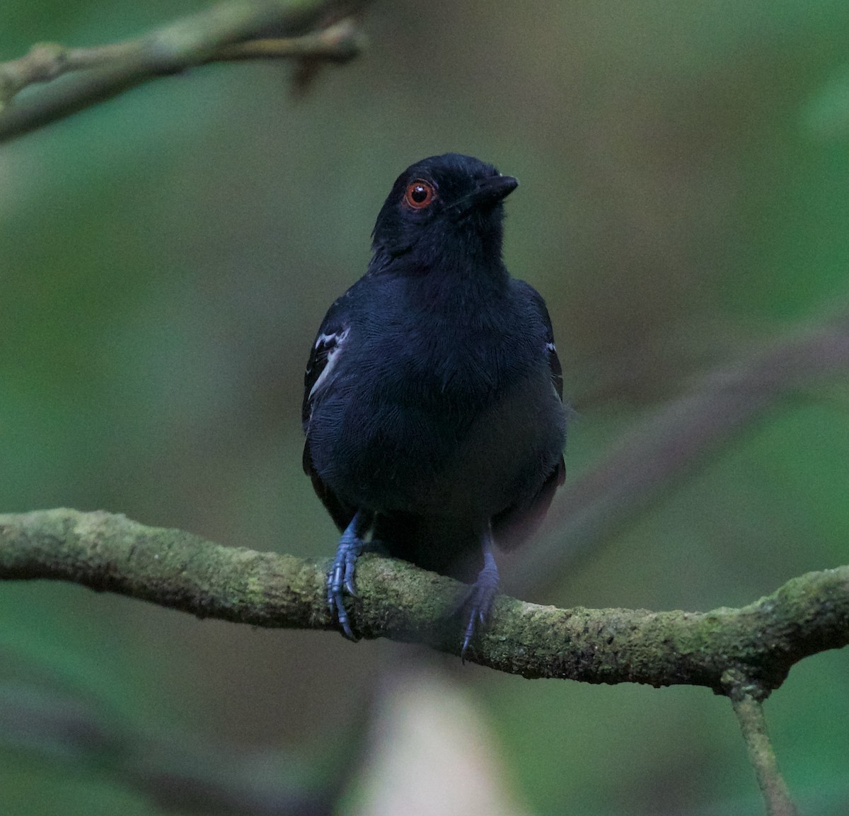 Black-tailed Antbird - ML618932817