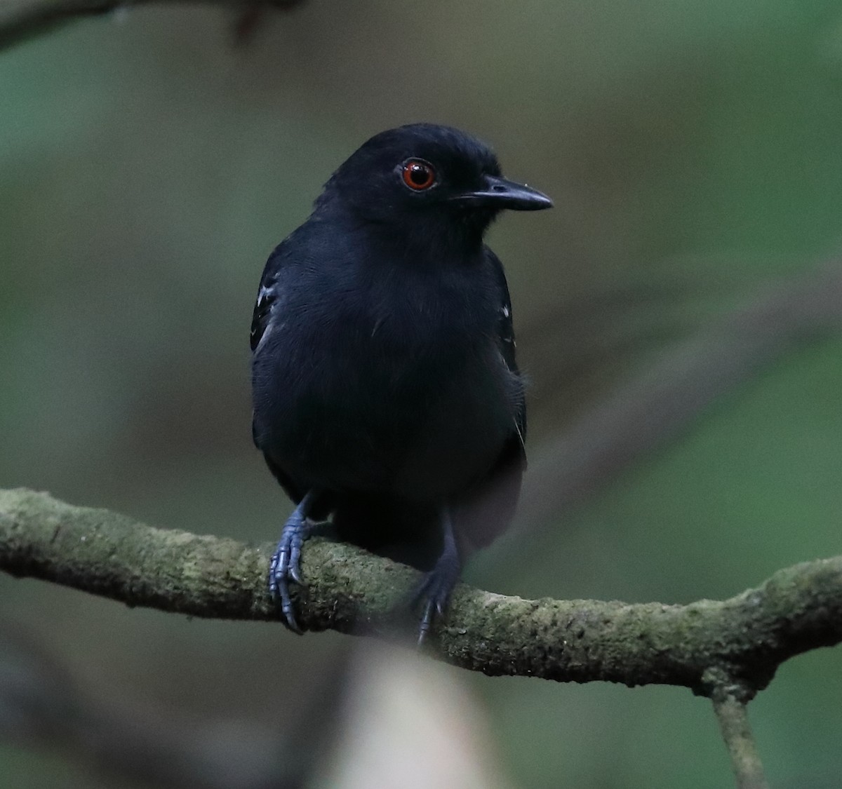 Black-tailed Antbird - ML618932820