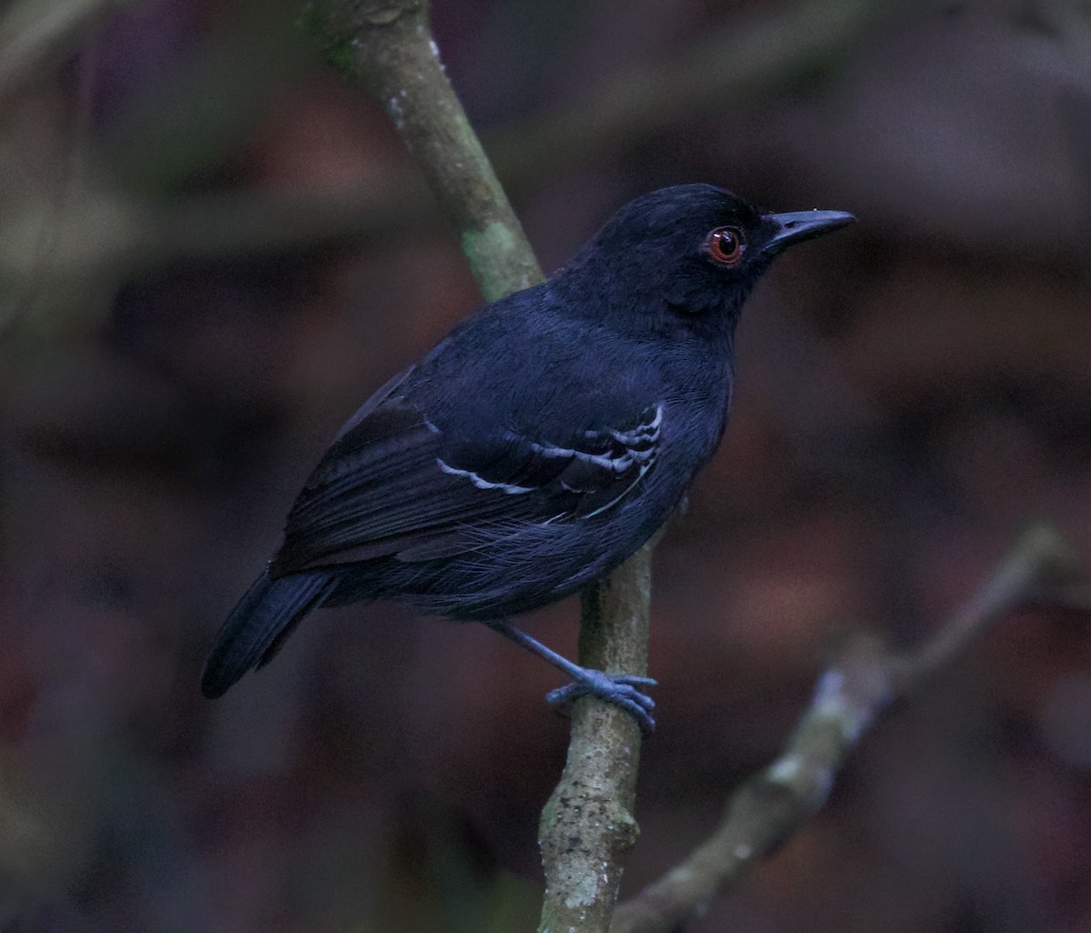 Black-tailed Antbird - ML618932822