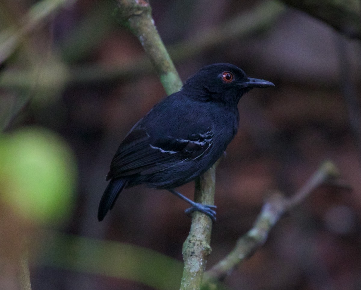 Black-tailed Antbird - ML618932824