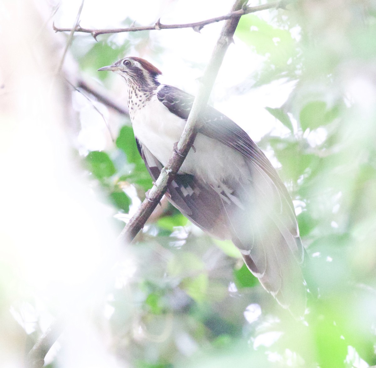 Pheasant Cuckoo - ML618932849