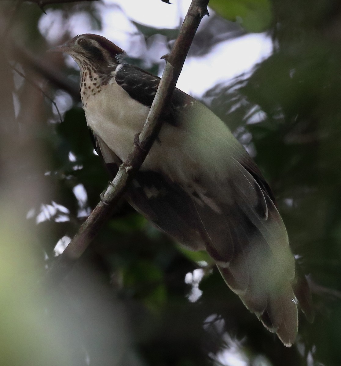 Pheasant Cuckoo - ML618932850