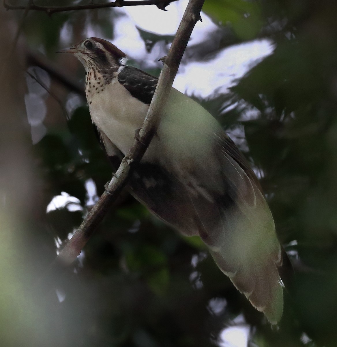 Pheasant Cuckoo - ML618932851