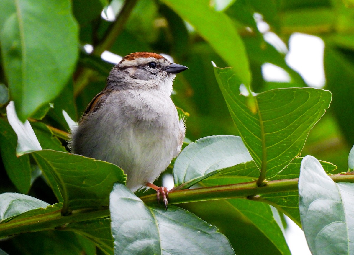 Chipping Sparrow - ML618932869