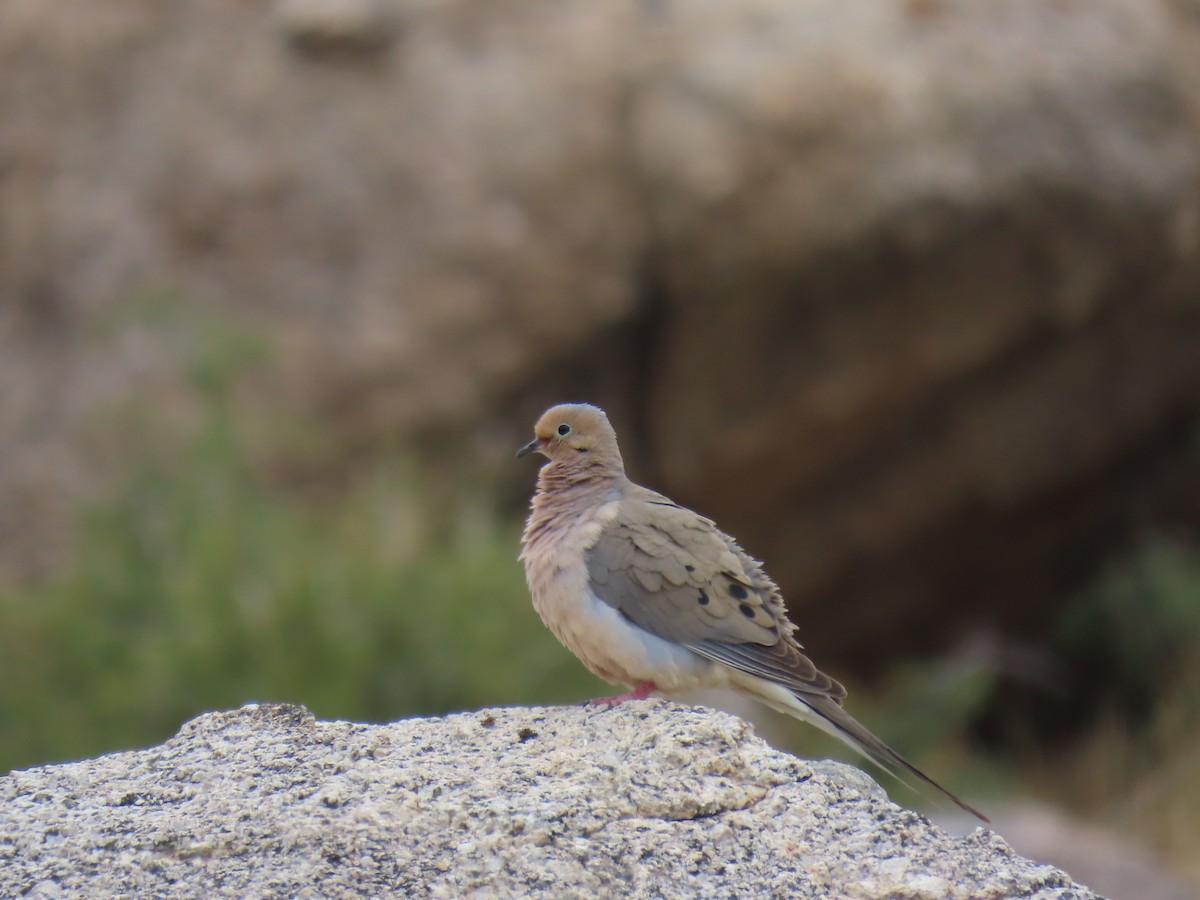 Mourning Dove - Eileen S
