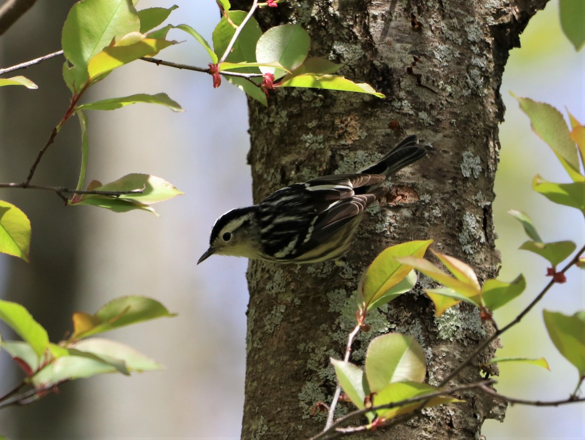 Black-and-white Warbler - Greg Young