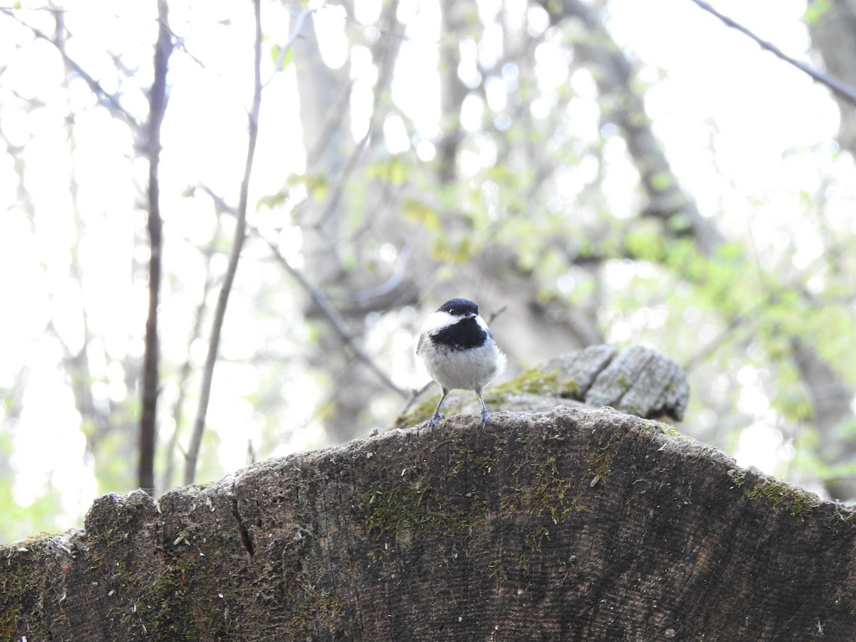 Black-capped Chickadee - Jacques Bélanger
