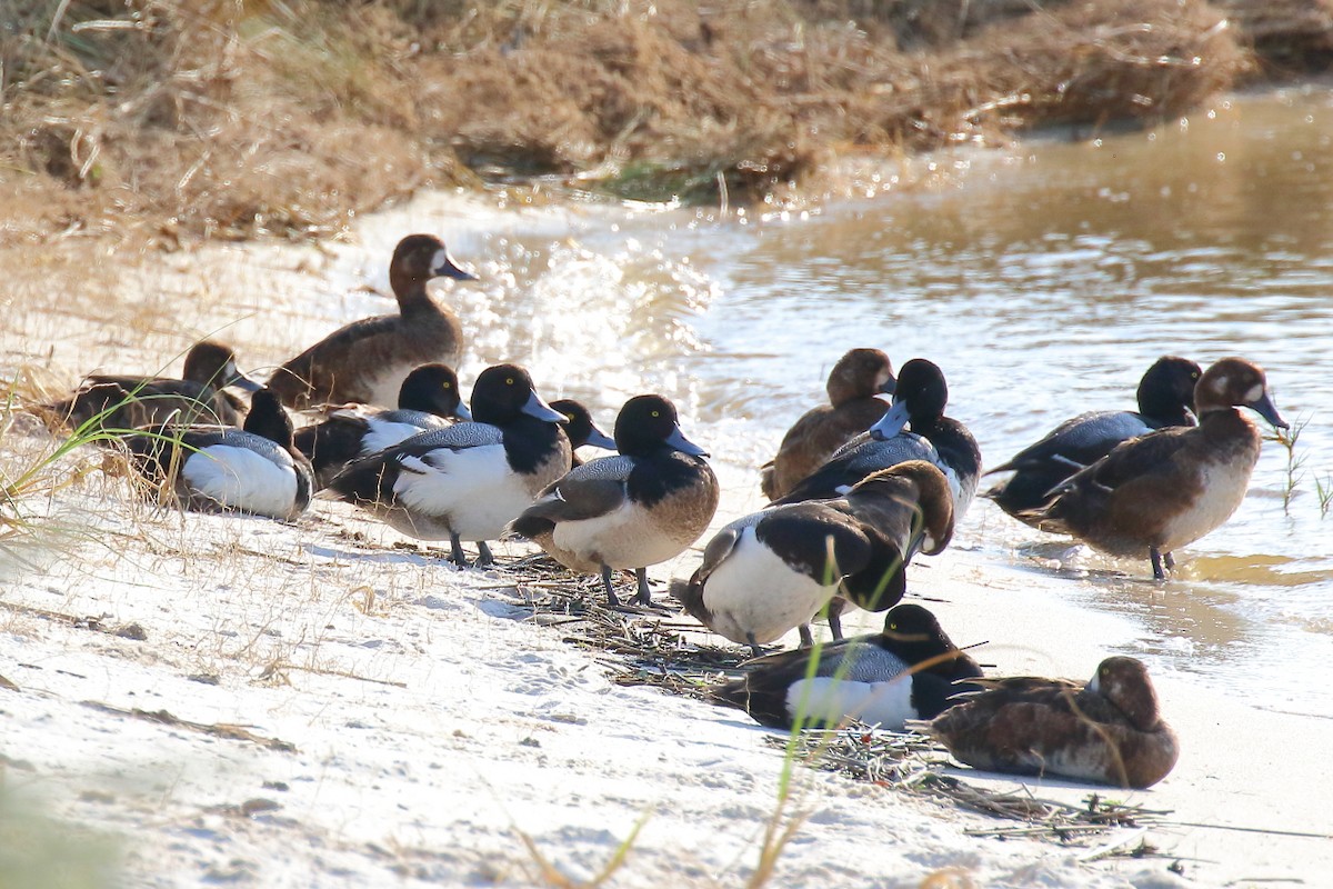 Greater Scaup - ML618932886