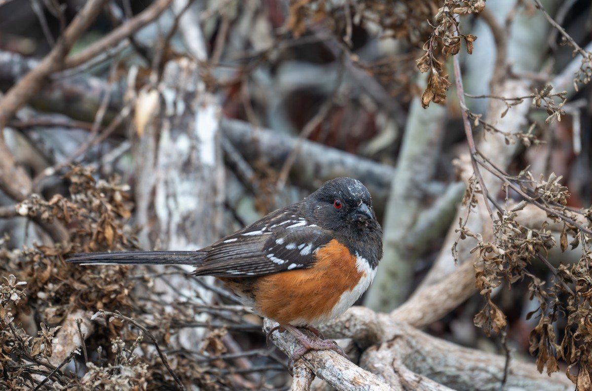 Spotted Towhee - ML618932937