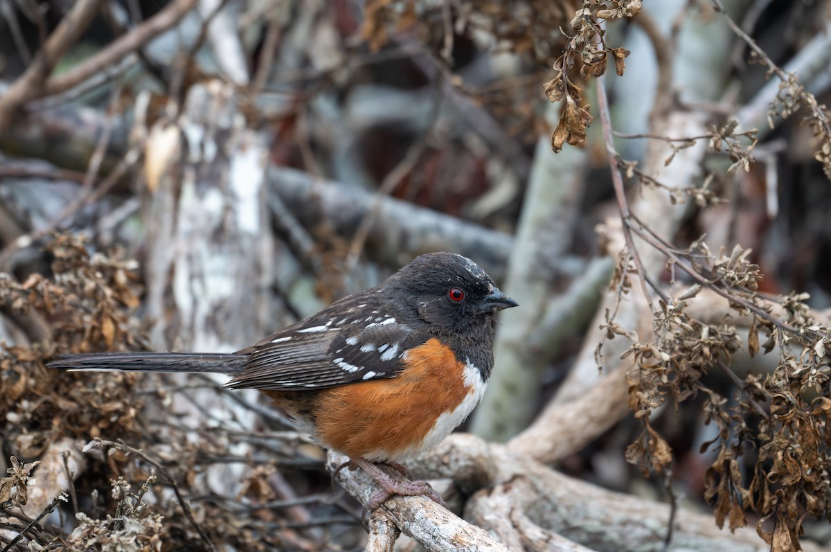 Spotted Towhee - ML618932938