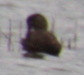 ברכיה x ברווז שחור אמריקני (בן כלאיים) - ML618932948