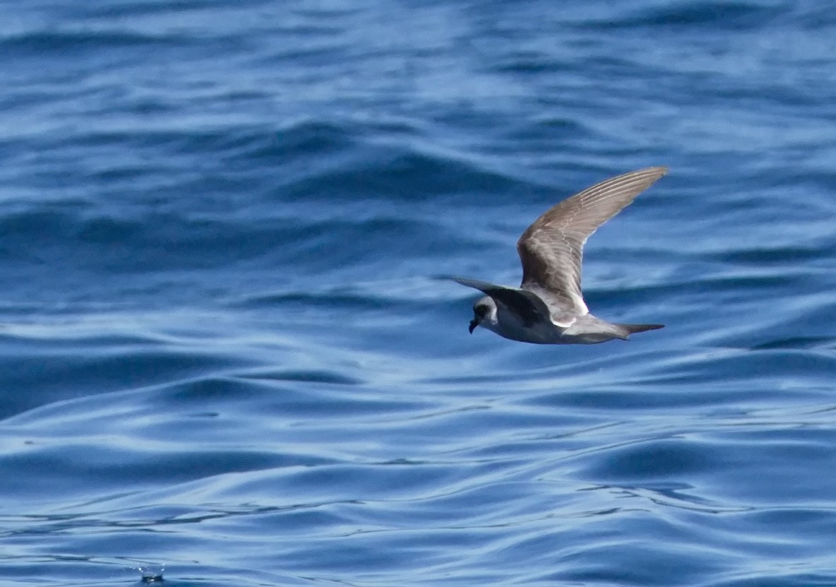Fork-tailed Storm-Petrel - Tim Bray