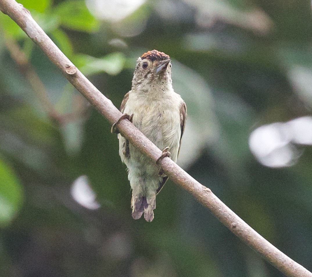 Plain-breasted Piculet - ML618933058