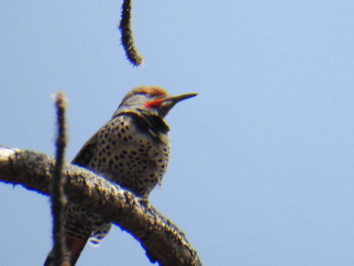 Northern Flicker (Red-shafted) - ML618933060