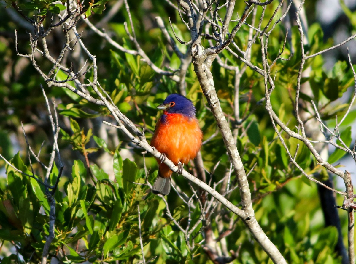 Painted Bunting - ML618933061
