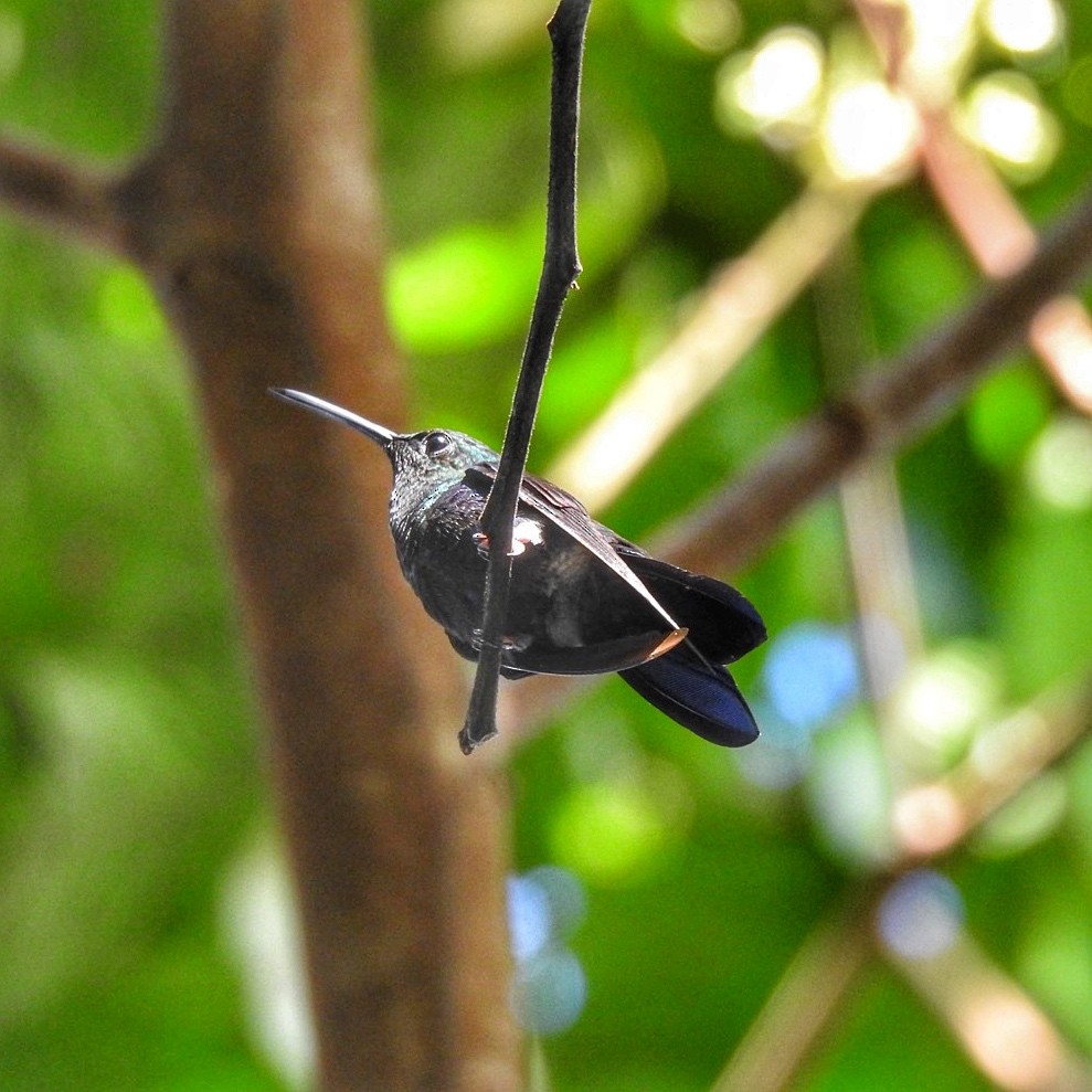 kolibřík nymfový - ML618933079