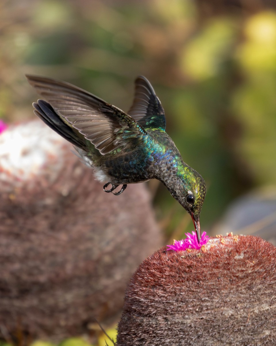 kolibřík safírový - ML618933109
