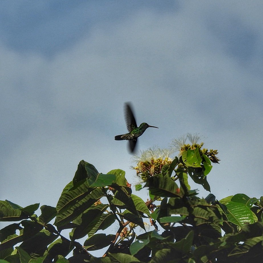 kolibřík modrobradý - ML618933114