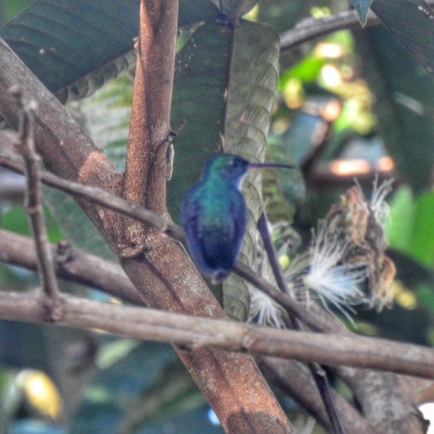 Mavi Gıdılı Kolibri - ML618933116