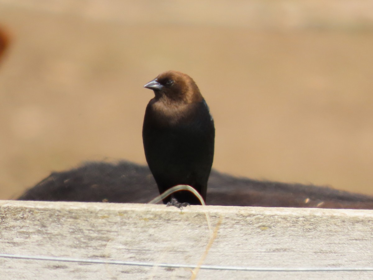 Brown-headed Cowbird - ML618933180