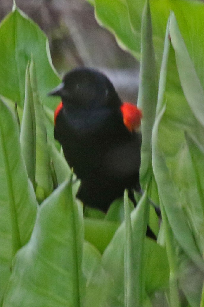 Red-winged Blackbird - ML618933219