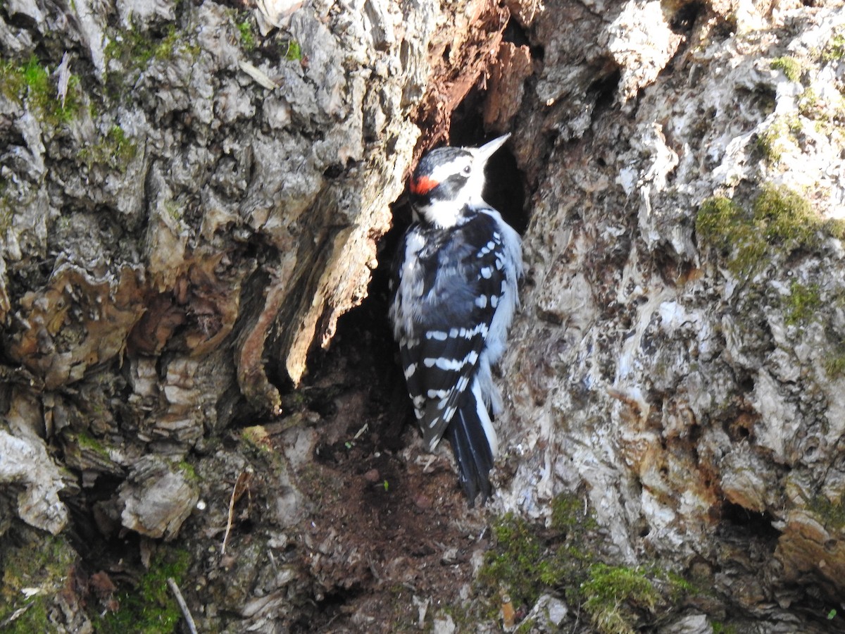 Hairy Woodpecker - Jacques Bélanger
