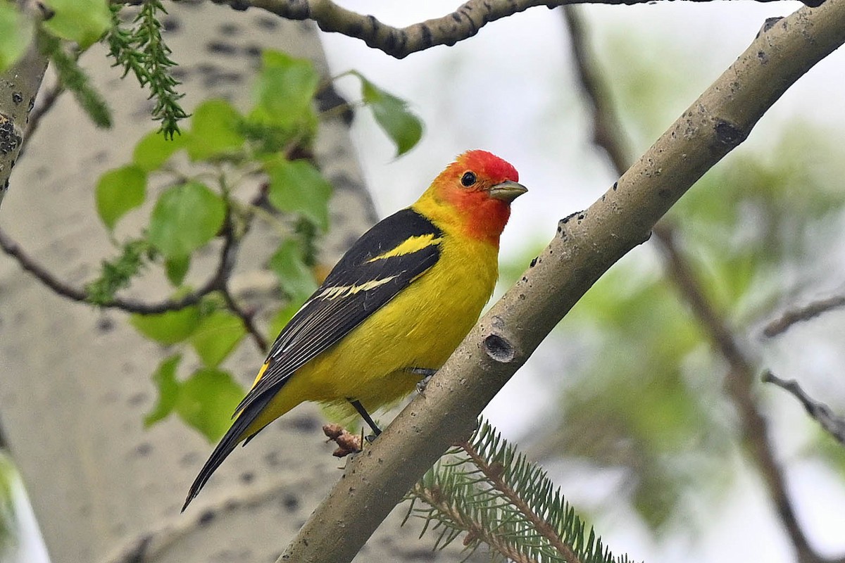 Western Tanager - ML618933251