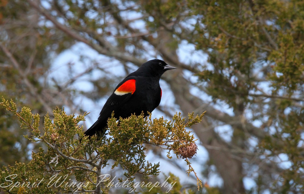 Red-winged Blackbird (Red-winged) - Camille Bock