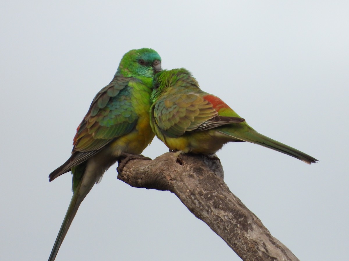 Red-rumped Parrot - ML618933319