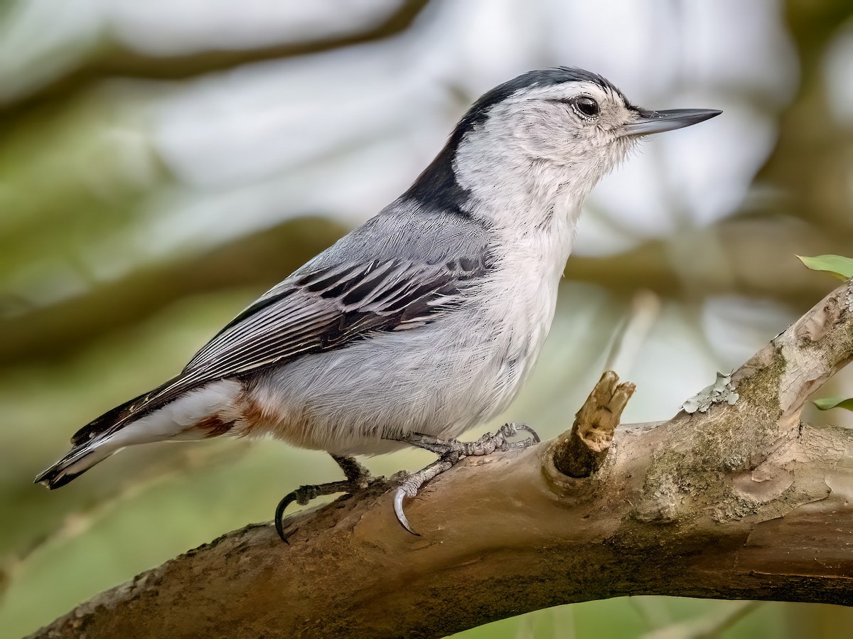 White-breasted Nuthatch - Steven Lasley