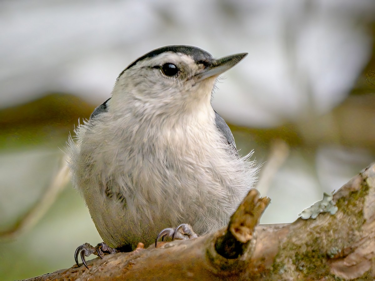 White-breasted Nuthatch - Steven Lasley