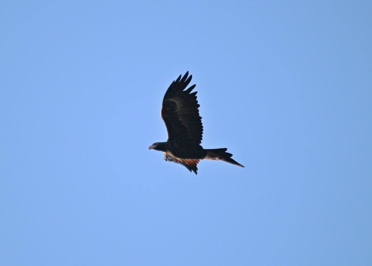 Wedge-tailed Eagle - Meg V
