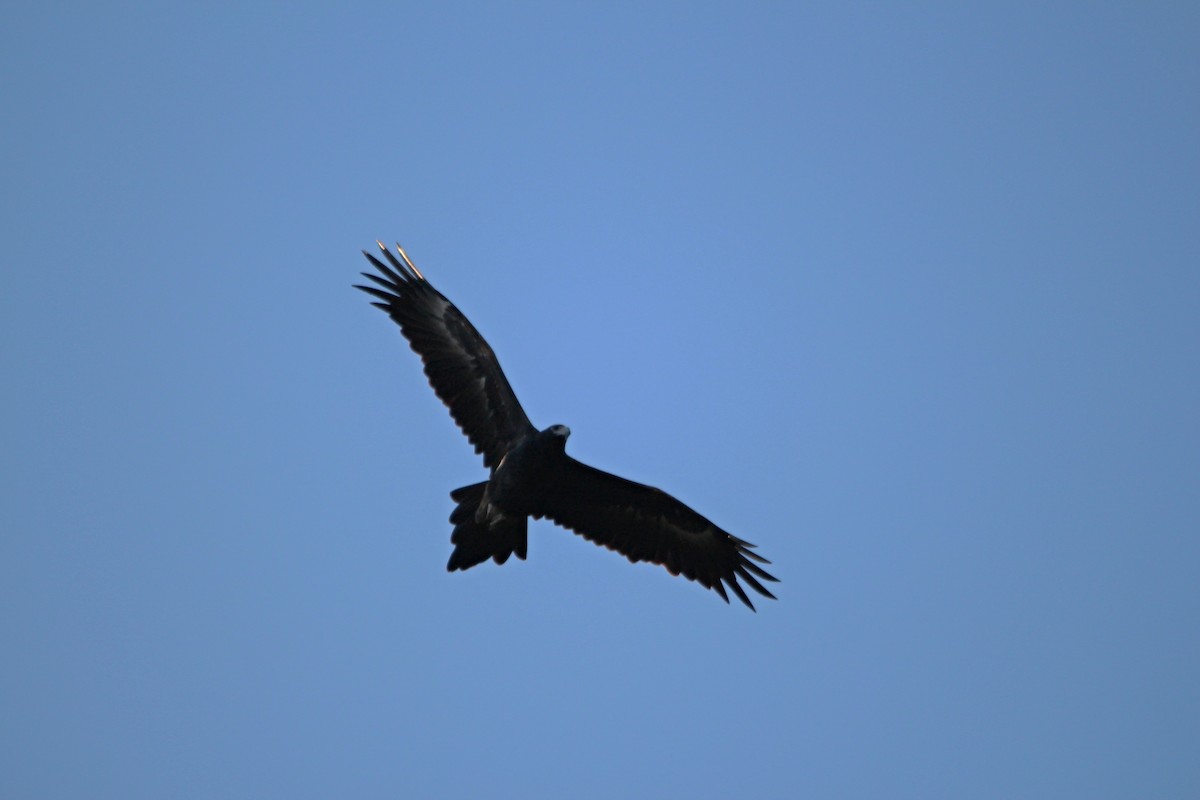 Wedge-tailed Eagle - ML618933398