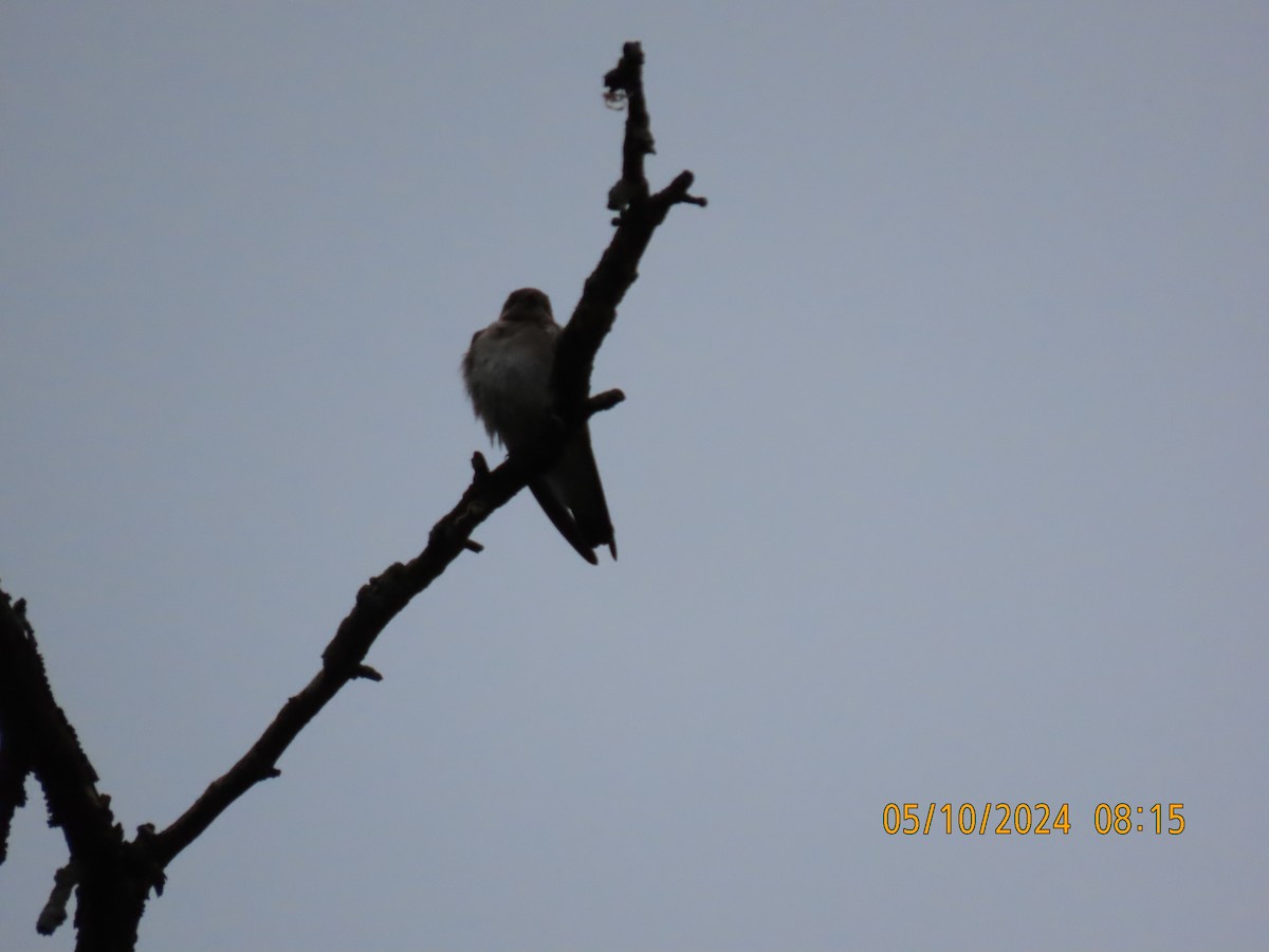 Northern Rough-winged Swallow - ML618933401